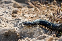 На Бали не смогли спасти россиянина после укуса змеи