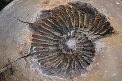 Горные породы возрастом около 150 миллионов лет обнаружили в российском регионе