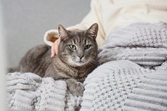 Кошка вернулась домой перед Рождеством спустя пять лет после исчезновения