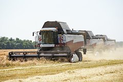 Объемы собранного в России зерна подсчитали