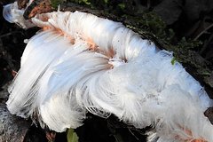 В российском регионе обнаружили «волосатый» лед